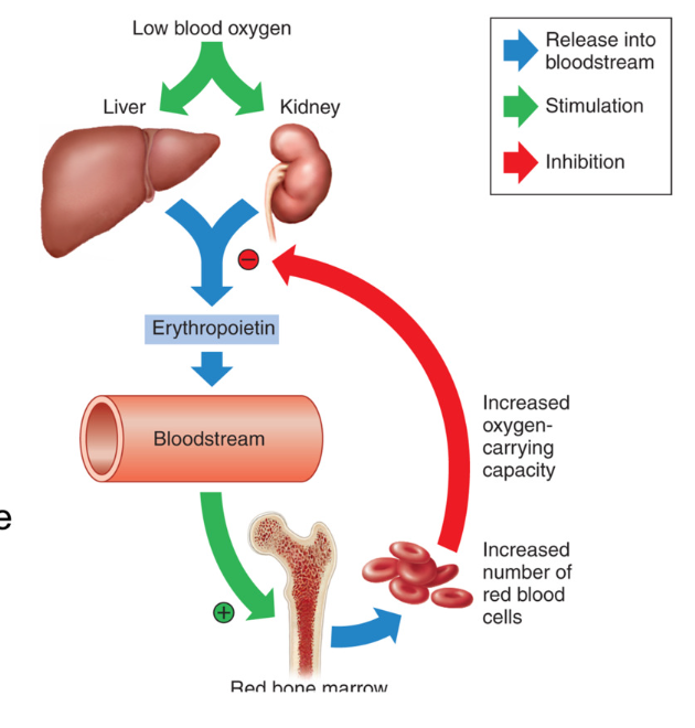 <ul><li><p>synthesis of erythrocytes (RBC) regulated by hormone <strong>Erythropoietin (EPO)</strong></p><ul><li><p>excreted by <strong>Kidneys </strong></p></li><li><p>EPO released when O2 levels are low → stimulates production of RBC → more RBC to carry oxygen → increases carrying capacity of oxygen </p></li><li><p>Testosterone release more EPO</p></li></ul></li></ul><p></p><ul><li><p>Signal for release of erythropoietin (EPO)</p><ul><li><p><strong>HYPOXIA </strong>= low oxygen </p></li><li><p>androgens </p></li></ul></li></ul><p></p>