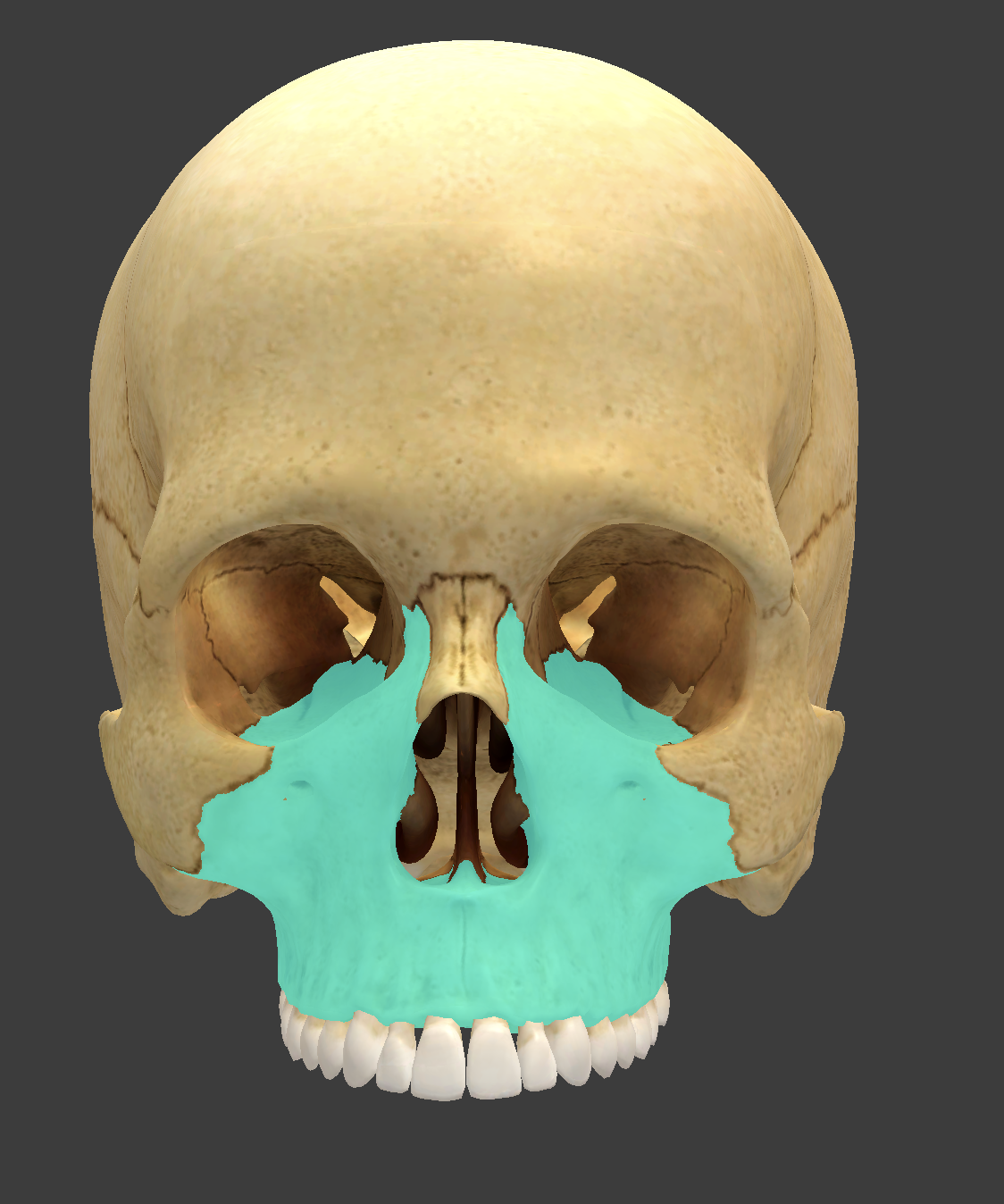 <p>What is this facial bone?</p>