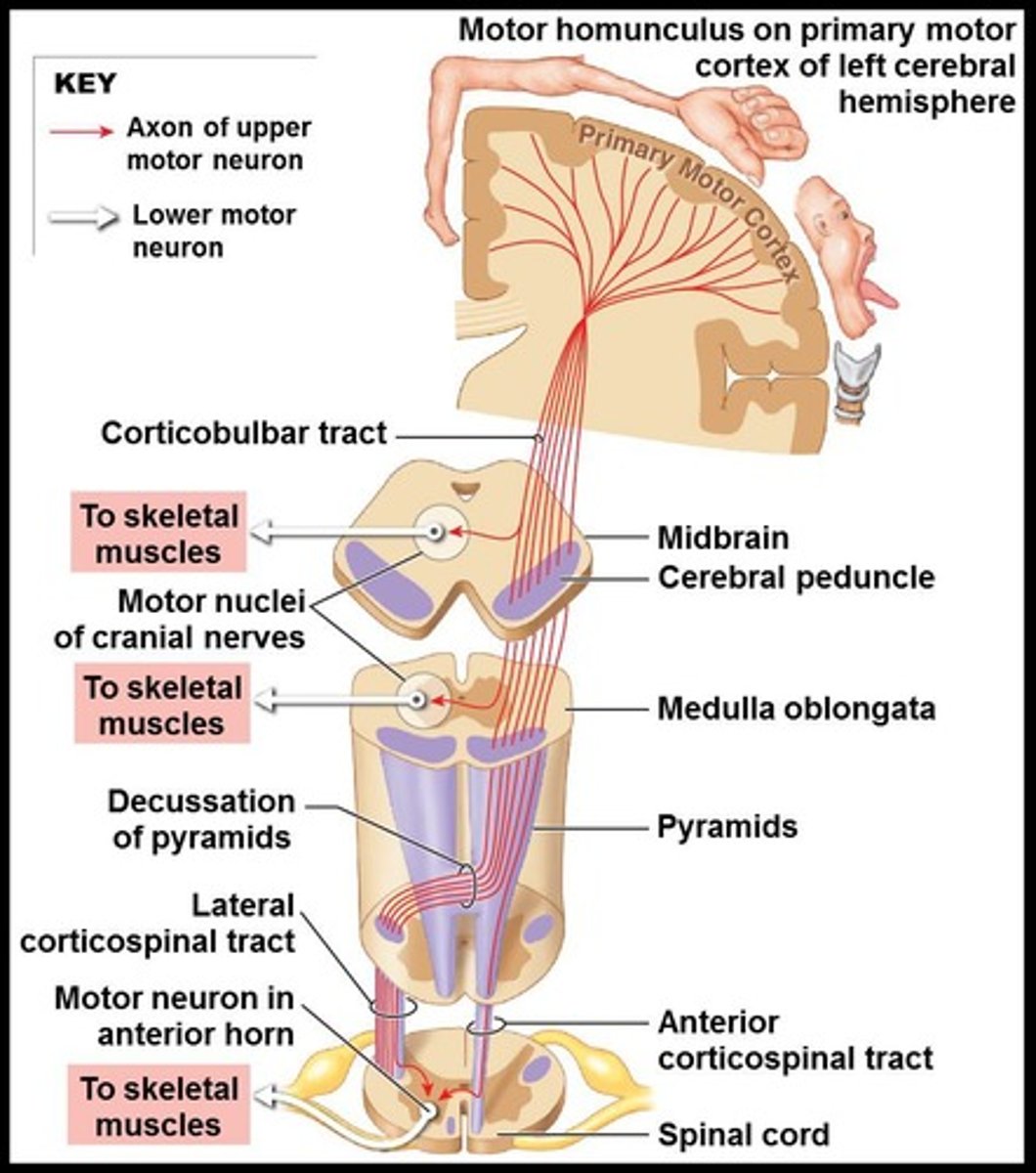 <p>Origin is cerebral cortex and destination is spinal cord.</p>