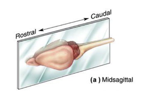 <p>A cut like a hotdog bun</p>