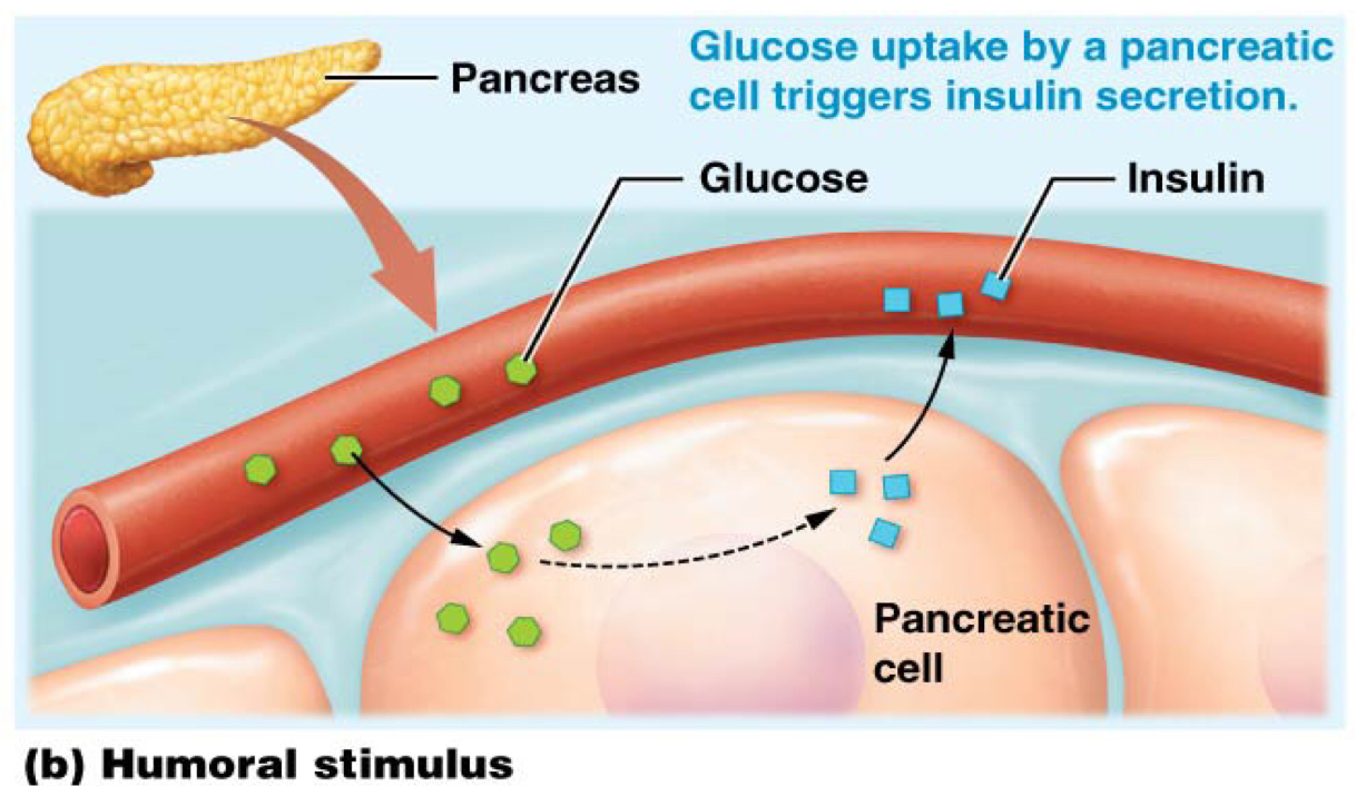 <p>Humoral stimuli: glucose uptake by a pancreatic cell triggers insulin secretion</p>