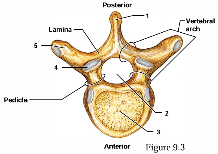 <p>What is #2 in the diagram of a typical vertebra?</p>