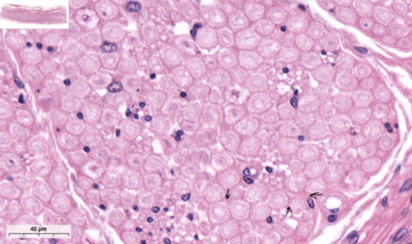 <p>identify the specific structure</p>