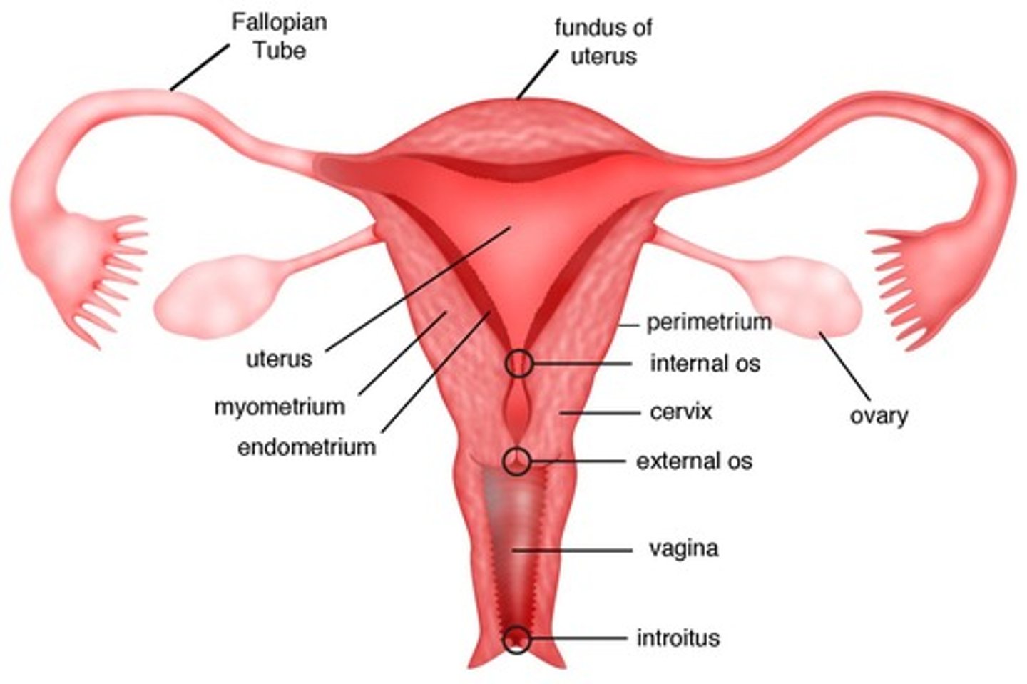 <p>Discharge of menstrual fluid from vagina.</p>