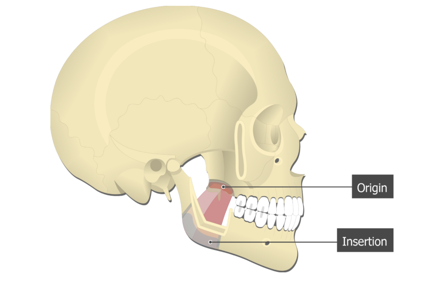 <p>medial pterygoid</p>