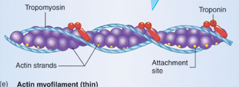 <p><strong>thin </strong>myofilament(s)</p><p>composed of globular actin proteins and ion receptor proteins called troponin and tropomyosin</p><p>strand of <strong>pearls</strong></p>