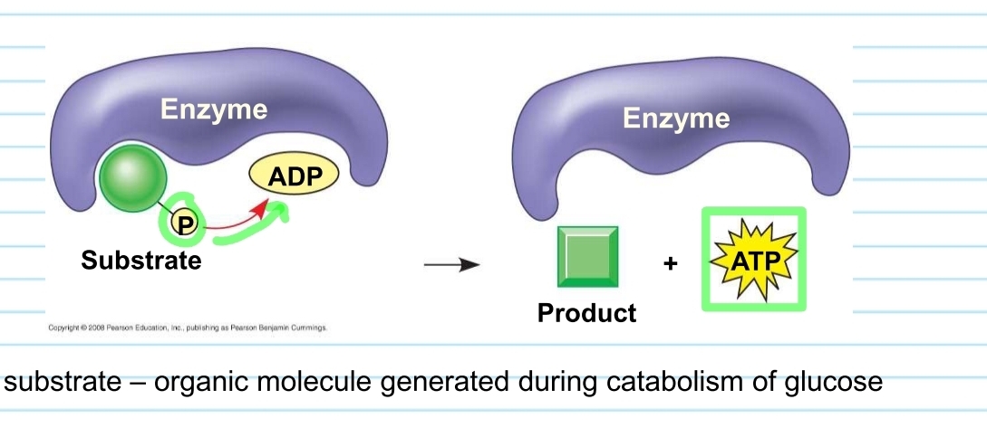 <p>substrate level phosphorylation</p>