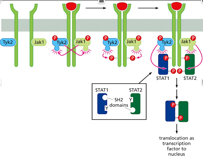 <p>What pathway is shown?</p>