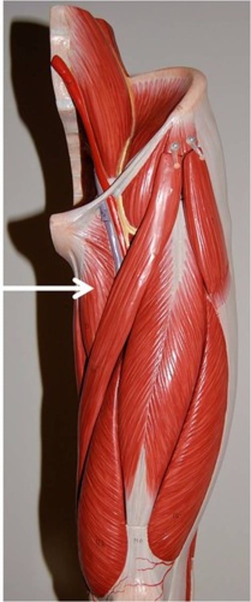 <p>Adducts, rotates, and flexes the thigh</p>