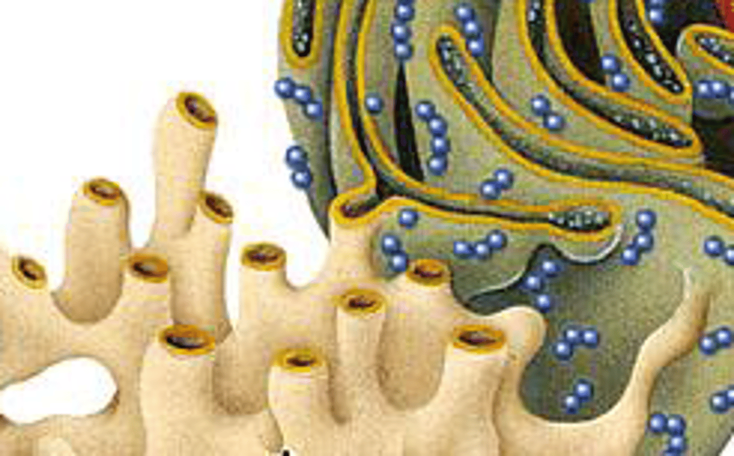 <p>What are the two types of ER?</p>