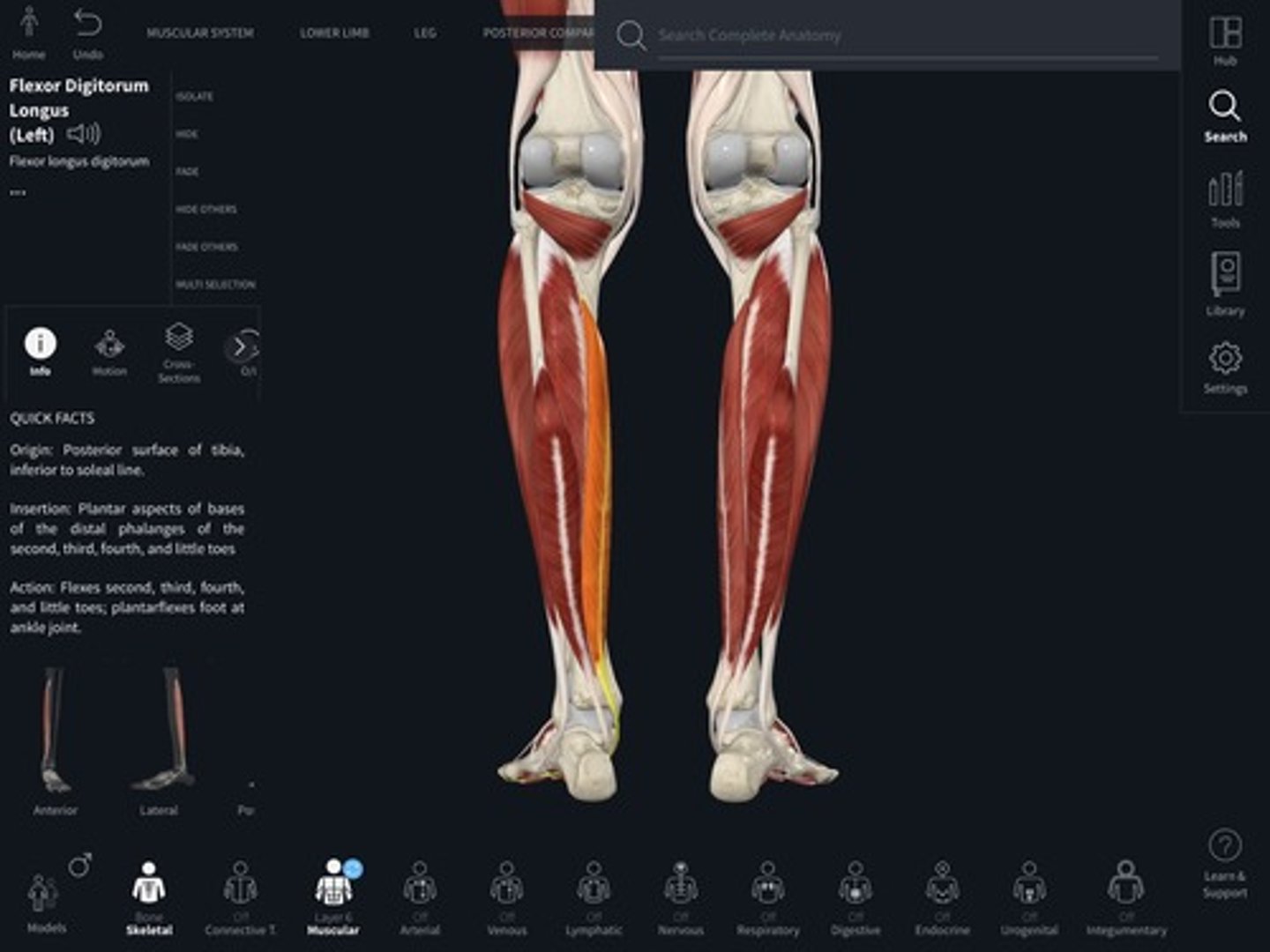 <ul><li><p><u>Origin:</u>&nbsp;Tibia</p></li><li><p><u>Insertion:</u>&nbsp;<strong>Digits</strong>, toes</p></li><li><p><u>Action:</u>&nbsp;Toe (digit) flexion</p></li></ul><p></p>