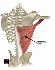 <p>origin: lower 6 thoracic vertebrae, lumbar vertebrae, last 3-4 ribs, iliac crest</p><p>insertion: sulcus of <strong>humerus</strong></p><p>function: prime mover of arm extension, adducts and rotates arm, brings arm down in power stroke </p>