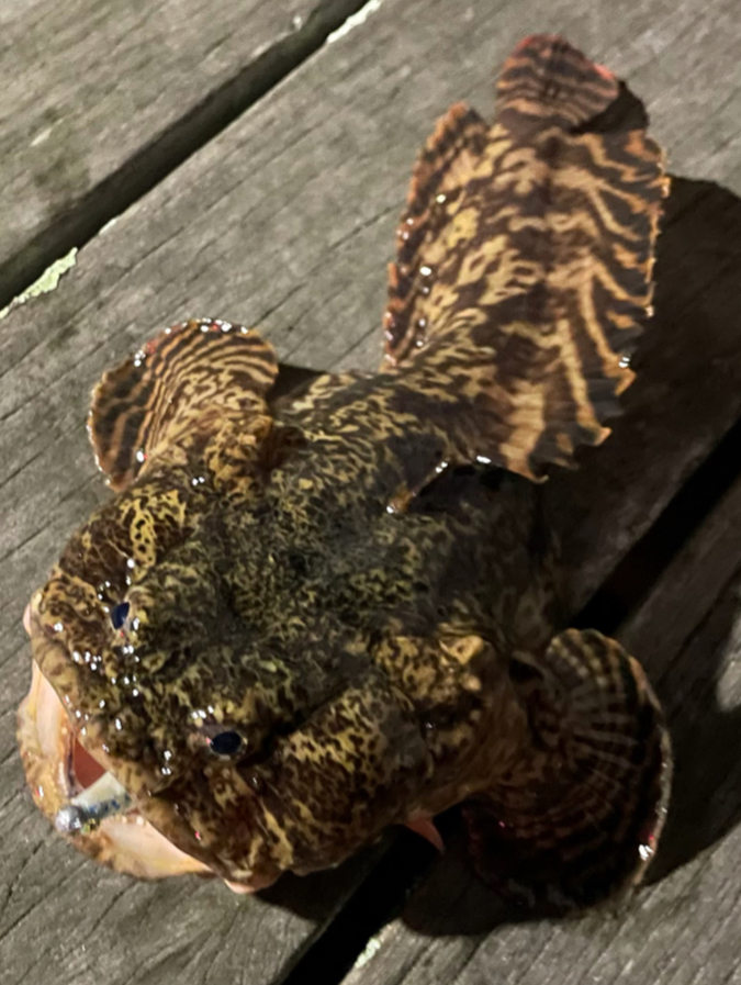 <p>The body is brownish with avriably blotched with darker brown</p><p>complete pale bars across pectoral and caudal fins</p>