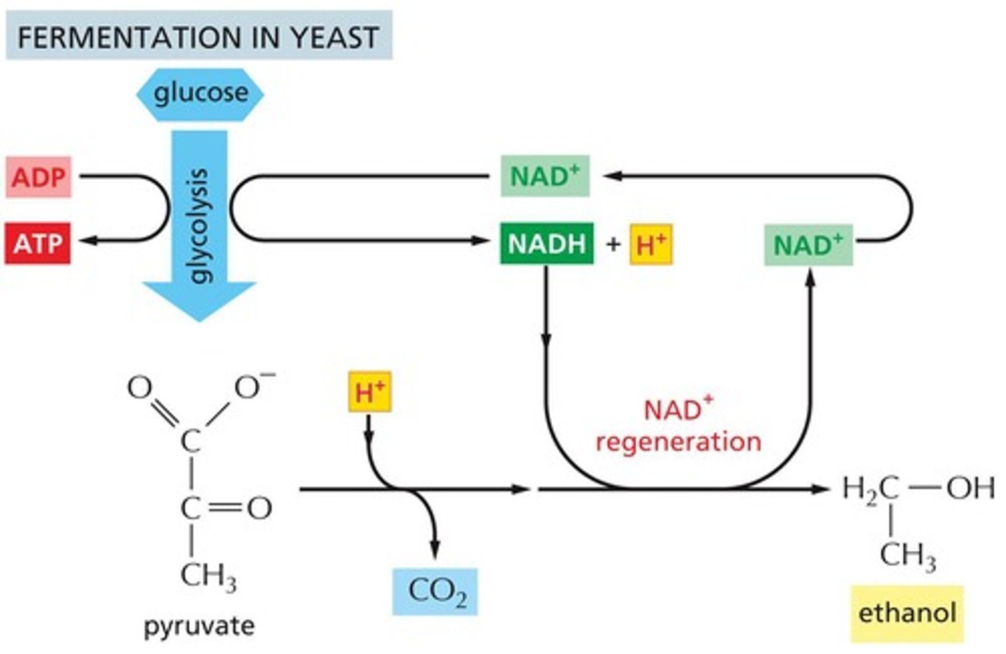 <p>Ethanol and NAD+.</p>