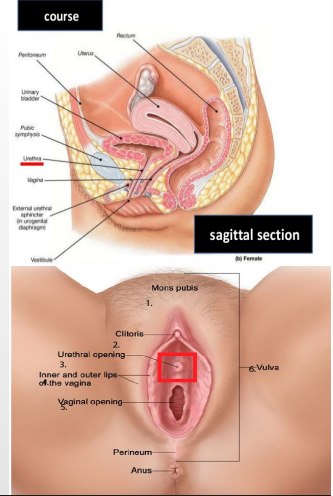 <p><strong>Female Urethra</strong></p><p>-______ (4 cm long)</p><p>-Travels a slightly curved course passing inferiorly through pelvic floor before opening in the vestibule that lies between labia minora and anterior to vaginal opening </p><p>-_______’_ glands = paraurethral mucous glands, keep the area moist </p>