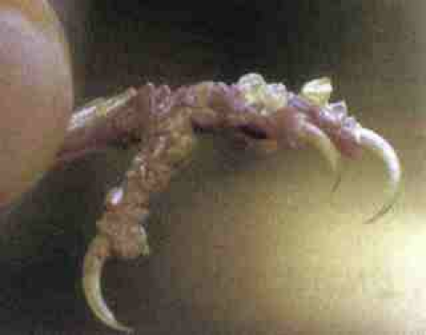 <p>what kind of mite</p>