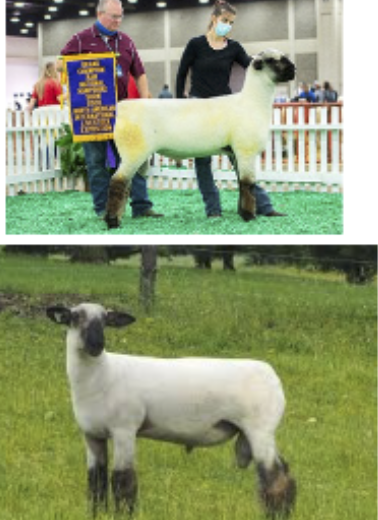 <p>Most influential sheep east of mississippi, reimported in 1880s</p>
