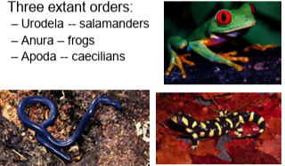 <ul><li><p><strong>Urodela</strong> – salamanders</p></li><li><p><strong>Anura</strong> – frogs</p></li><li><p><strong>Apoda</strong> – caecilians</p></li></ul><p></p>