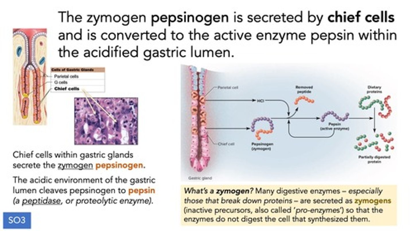 <p>Pepsinogen, which is activated to pepsin for protein digestion.</p>