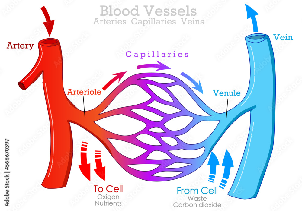 <ul><li><p>arteries - carry oxygen rich blood away from the heart (except for pulmonary arteries). have large, thick elastic walls</p></li><li><p>veins - carry oxygen poor blood back to the heart (except for pulmonary veins)</p></li><li><p>capillaries - smallest blood vessels that are the site of gaseous they connect arterioles and venules</p></li></ul><p></p>