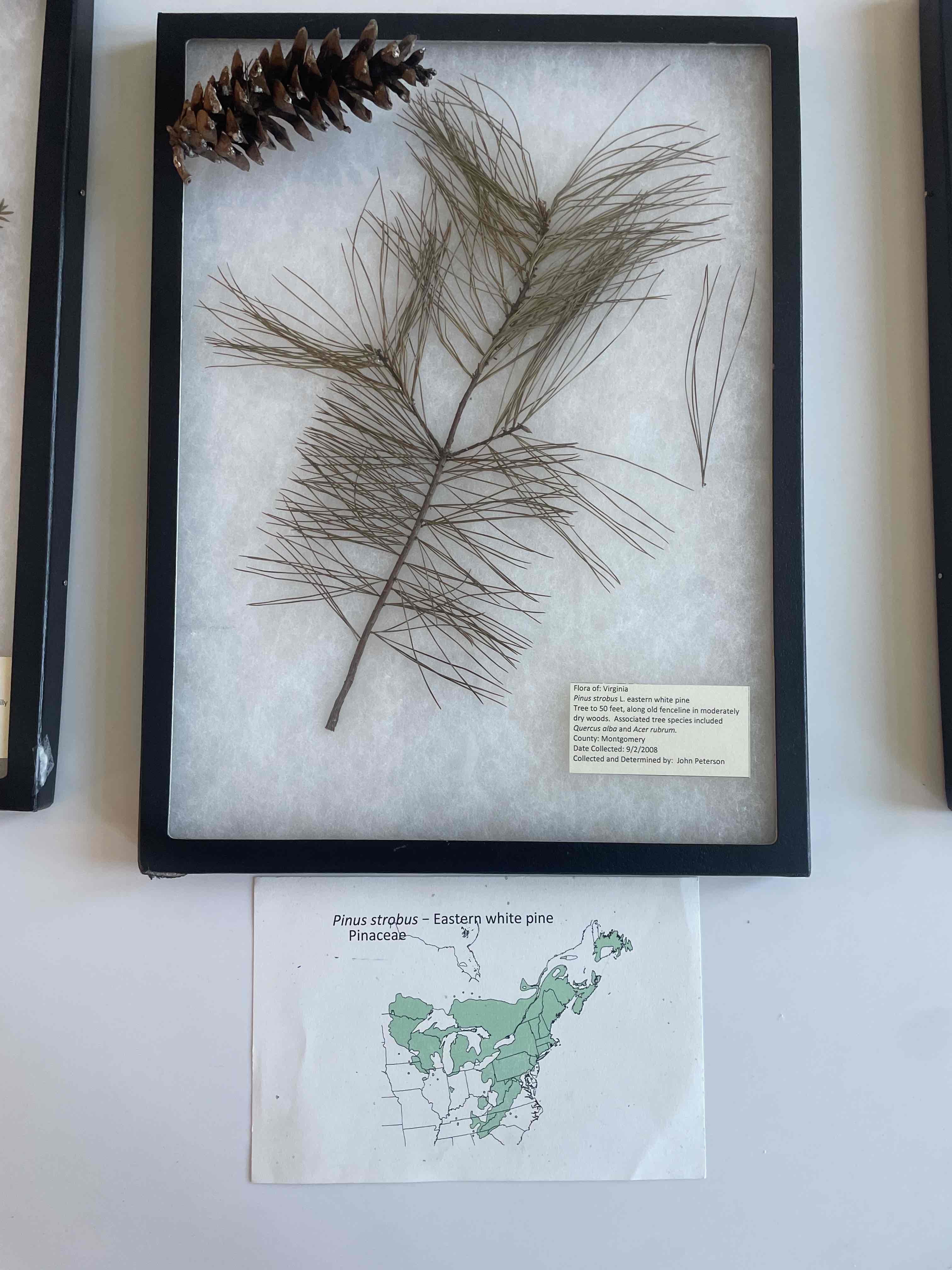<p>Eastern white pine</p>
