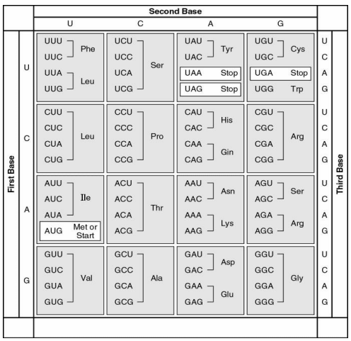 What amino acid sequence will be generated, based on the following mRNA codon sequence? 5' AUG-UCU-UCG-UUA-UCC-UUG 3' 

a. met-arg-glu-arg-glu-arg 

b. met-glu-arg-arg-glu-leu 

c. met-ser-leu-ser-leu-ser 

d. met-ser-ser-leu-ser-leu 

e. met-leu-phe-arg-glu-glu