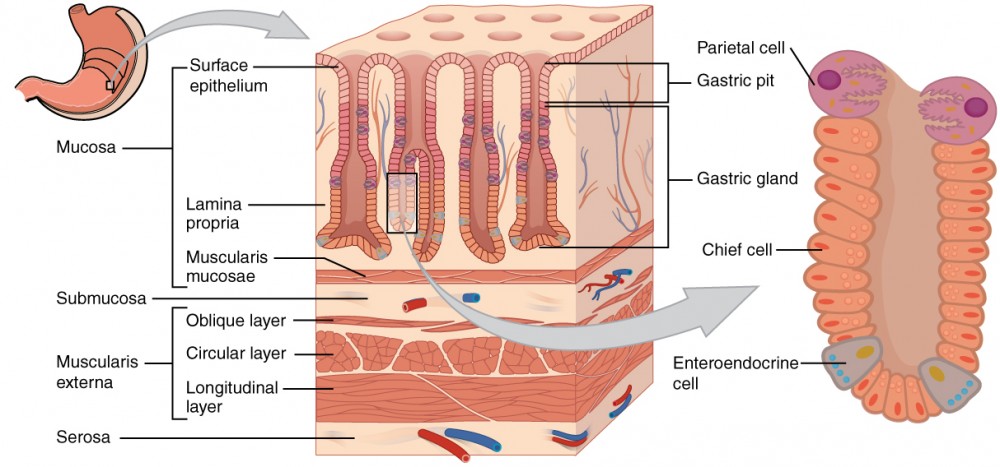 <ul><li><p>accordion-like folds and a very elastic wall</p></li><li><p>stores good and secretes gastric juice, which converts a meal to acidic chyme (gastric juice is made of hydrochloric acid and pepsin)</p></li><li><p>Coordinated contraction and relaxation of stomach smooth muscle churn the stomach’s contents (churning mixes and breaks down food)</p></li><li><p>Sphincters prevents chyme from entering the esophagus and regulate its entry into the small intestine</p></li><li><p>Parietal cells secrete Hydrogen (H+) and chloride (Cl-), separately </p></li><li><p>Chief cells secrete inactive pepsinogen which is activated to pepsin when mixed with hydrochloric acid in the stomach</p></li><li><p>Mucous cells secretes mucous which protects stomach lining from gastric juice</p></li></ul><p></p>