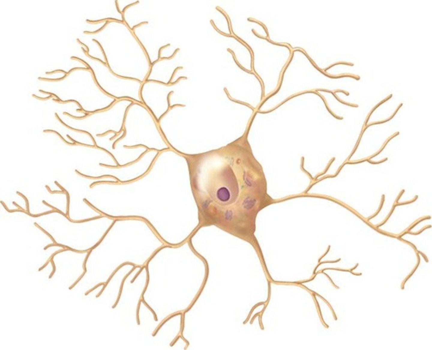 <p>They have no distinct axon—only dendrite-like processes. They act as interneurons in the CNS, especially in the brain.</p>