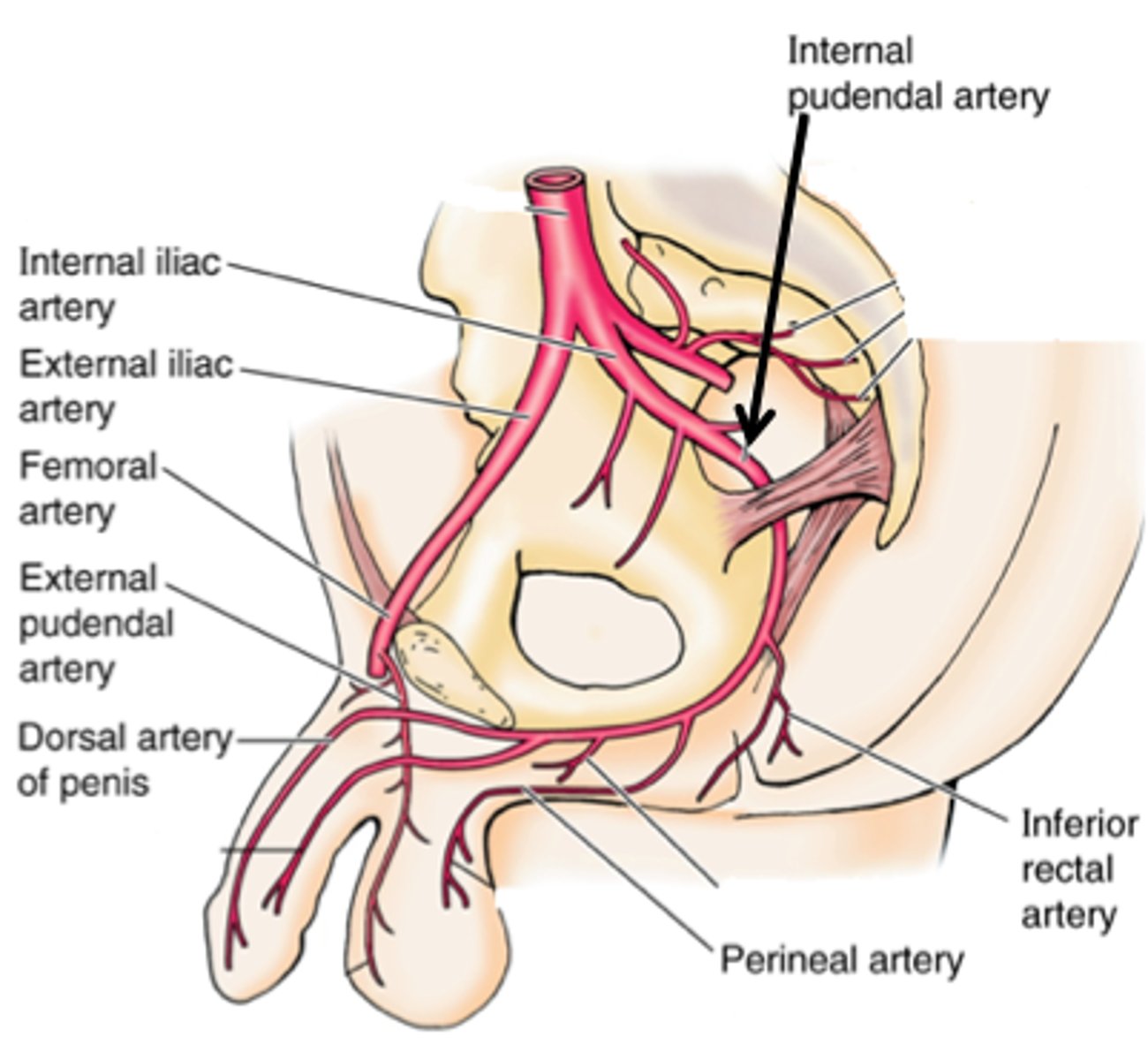 <p>What is the MAIN artery of the Perineum? </p>