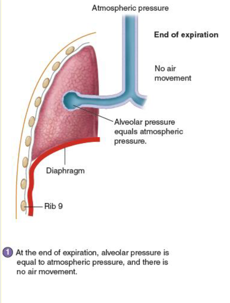 <p>alveolar pressure is equal to atmospheric pressure → no air movement</p><p></p>