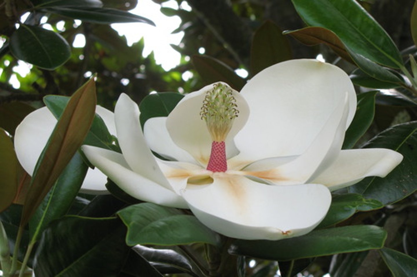 <p>- Magnolia</p>
