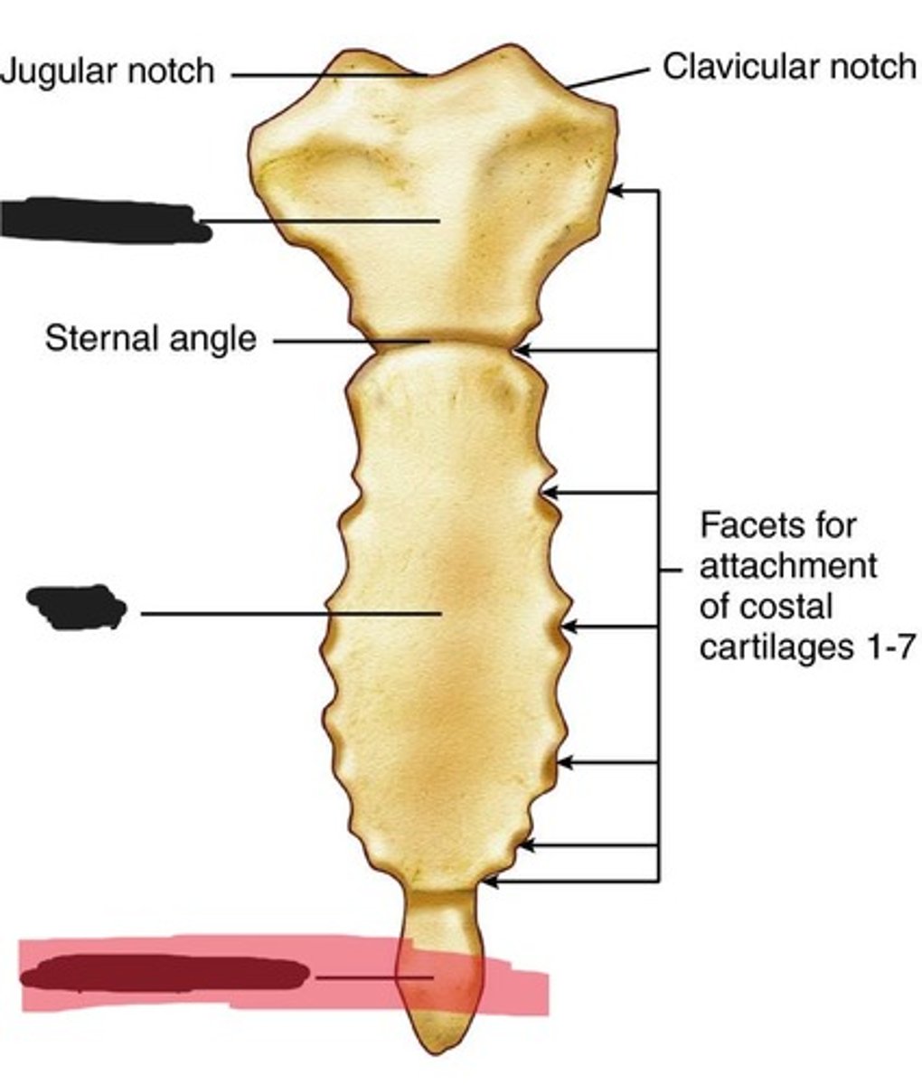 <p>Xiphoid process of the sternum</p>