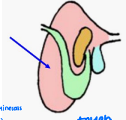 <p>____ absorbs</p><ul><li><p><strong>Water</strong></p></li><li><p><strong>Ammonia</strong></p></li><li><p>Some Vitamins and Minerals </p></li><li><p>Some Acids</p></li><li><p><strong>Volatile Fatty Acids </strong></p></li></ul><p></p>