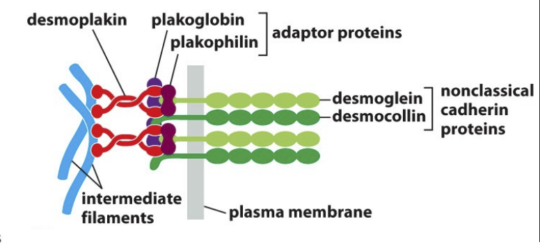 <p>Cytoskeleton→ Intermediate filament </p><p>Intracellular adaptor protein</p><ul><li><p> plakoglobin, plakophilin, desmoplakin </p></li></ul><p>Transmembrane Adhesion protein </p><ul><li><p>desmoglein, desmocollin (non-classical cadherin proteins) </p></li></ul><p>Extracellular Ligand </p><ul><li><p>desmoglein, desmocollin</p></li></ul><p></p>