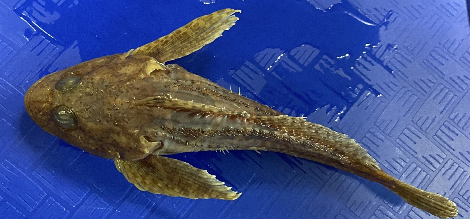 <p>Scorpaenidae (scorpion fish)</p>