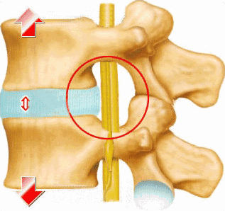 <p><span>"</span><strong>FOR A MEN</strong><span>" (nerves). These are the </span><strong>holes</strong><span> or openings between vertebrae where spinal nerves "exit" or pass through. Look for distinct gaps or openings between the bones.</span></p>