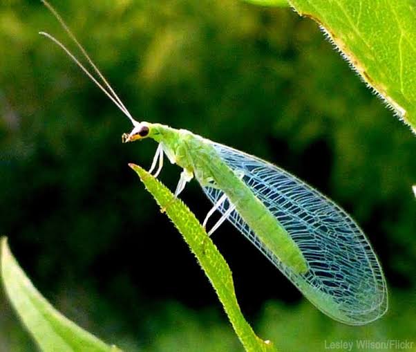 <p>Order Neuroptera: Family Chrysopidae: Green Lacewings</p>
