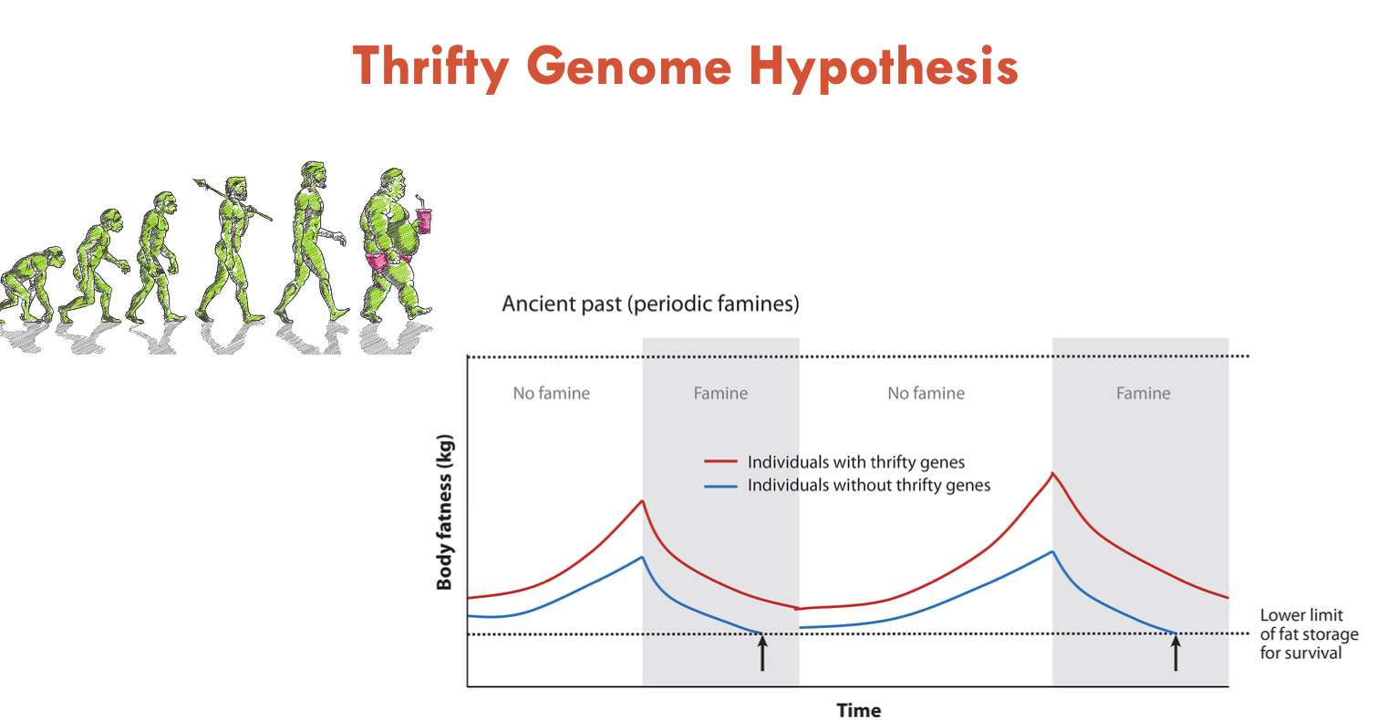 <p>When food is consumed, we want to store it away for energy</p><ul><li><p>adipose tissue provides the energy to survive starvation</p></li><li><p>thus, those with <strong>thrifty genes</strong> who can store more fat mass or extract more nutrients from food can survive longer periods of starvation (prehistoric times)</p></li></ul><p></p>