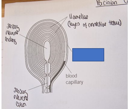 <p>What part of the Pacinian corpuscle is this</p>