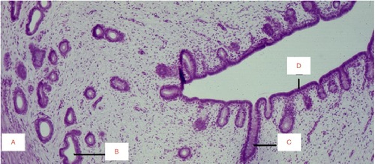 <p>name the organ</p>