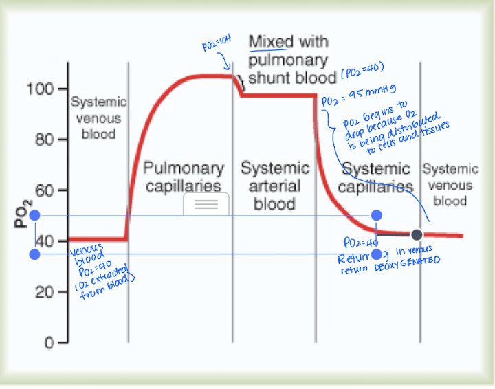 <ol><li><p>About 98% of blood that enters the left atrium from the lungs has passed through the alveolar capillaries and has become oxygenated to a </p></li><li><p>The 2% of blood that bypasses the alveolar capillaries and isn't exposed to oxygen exchange areas - goes from aorta to tissues</p></li></ol><p></p>