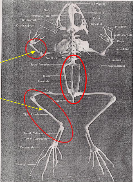 <p>Characteristics of the order Anura</p>