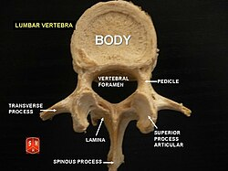 <p>5 lumbar vertebrae forming lumbar spine: <span><span>large, kidney-shaped vertebral bodies, a triangular vertebral foramen, short and sturdy spinous processes for muscle attachment, and thick pedicles and laminae that create a strong vertebral arch</span></span></p>