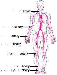 <p>wrist</p>