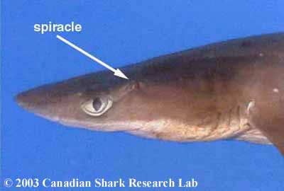 <p>first functional gill arch supported by the hyoid bone in Elasmobranchs </p>