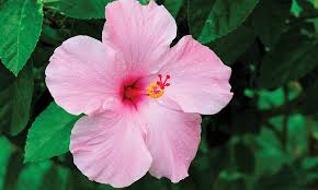 <p>How many petals do dicots have?</p>