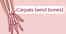 <p><span>Wrist bones</span></p>