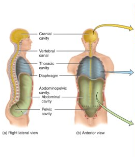 <p>cranial (brain), vertebral (spinal cord), thoracic (chest): pleural (lungs), pericardial (heart), and mediastinum (heart, thymus, esophagus, trachea), abdominopelvic (abdomen and pelvis): abdominal (stomach, spleen, liver, gallbladder, small and large intestines) and pelvic (urinary bladder, part of large intestine, internal organs of reproduction)</p>