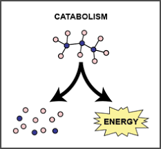 <p>breaking a complex molecule down into its simpler parts, releasing energy. ie. cellular respiration</p>