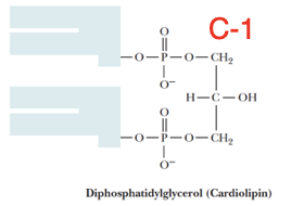 <p>A phosphatidylglycerol is esterified through the C-1 hydroxyl group of the glycerol moiety of the head group to the phosphoryl group of another phosphatidic acid molecule</p>